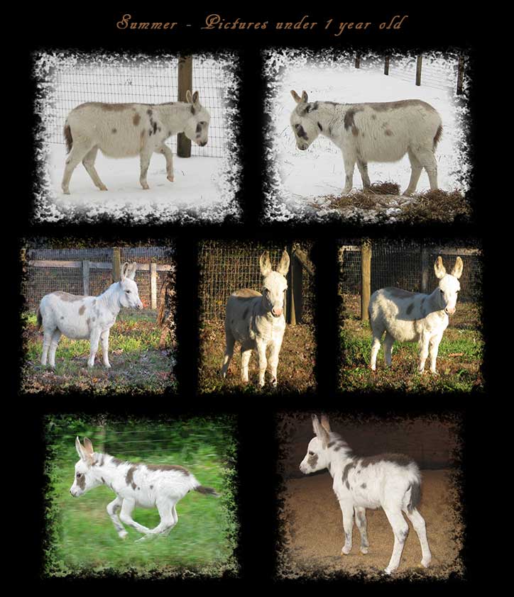 Critter Haven Farm Miniature Donkeys
